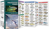 Freshwater Fishes: A Folding Pocket Guide to Familiar North American Species