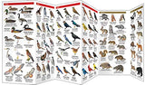 Ohio Wildlife: A Folding Guide to Familiar Animals
