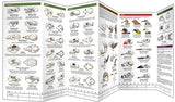 Animal Skulls & Bones: A Folding Pocket Guide to the Bones of Common N.A. Animals