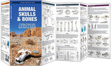 Animal Skulls & Bones: A Folding Pocket Guide to the Bones of Common N.A. Animals