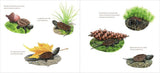The True and Lucky Life of a Turtle by Sy Montgomery