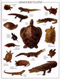 Ultimate Sticker Book: Reptile: More Than 60 Reusable Full-Color Stickers