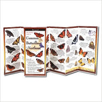 Common Butterflies of the Northeast (Folding Guides)