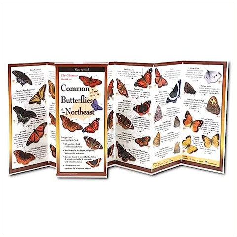 Common Butterflies of the Northeast (Folding Guides)