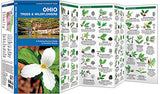 Ohio Trees & Wildflowers: A Folding Pocket Guide to Familiar Plants