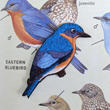 Eastern Bluebird Patch