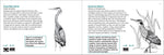 Bird Finder: Identifying Common Birds of Eastern North America (Nature Study Guides)