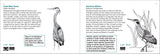 Bird Finder: Identifying Common Birds of Eastern North America (Nature Study Guides)