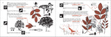 Tree Finder: A Manual for Identification of Trees by Their Leaves (Eastern US) (Nature Study Guides)