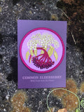 Elderberry Patch