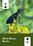 Pollinators of North America Deck: 52 Playing Cards