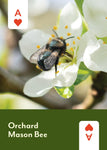 Pollinators of North America Deck: 52 Playing Cards