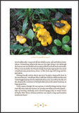 Mushroom Foraging and Feasting: Recollections and Recipes from a Lifetime on the Hunt by Victoria Romanoff