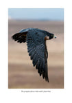 The Hawk's Way: Encounters with Fierce Beauty