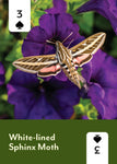 Pollinators of North America Deck: 52 Playing Cards