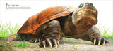 The True and Lucky Life of a Turtle by Sy Montgomery