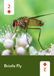 Pollinators of North America Deck: 52 Playing Cards