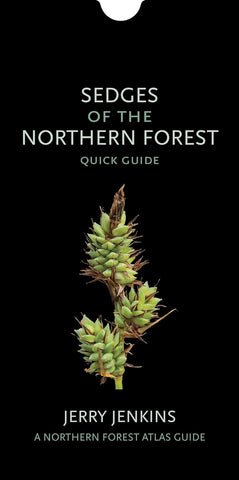 Sedges of the Northern Forest: Quick Guide by Jerry Jenkin