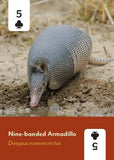 Mammals of North America Deck: 52 Playing Cards