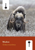 Mammals of North America Deck: 52 Playing Cards