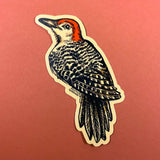 Red Bellied Woodpecker Sticker