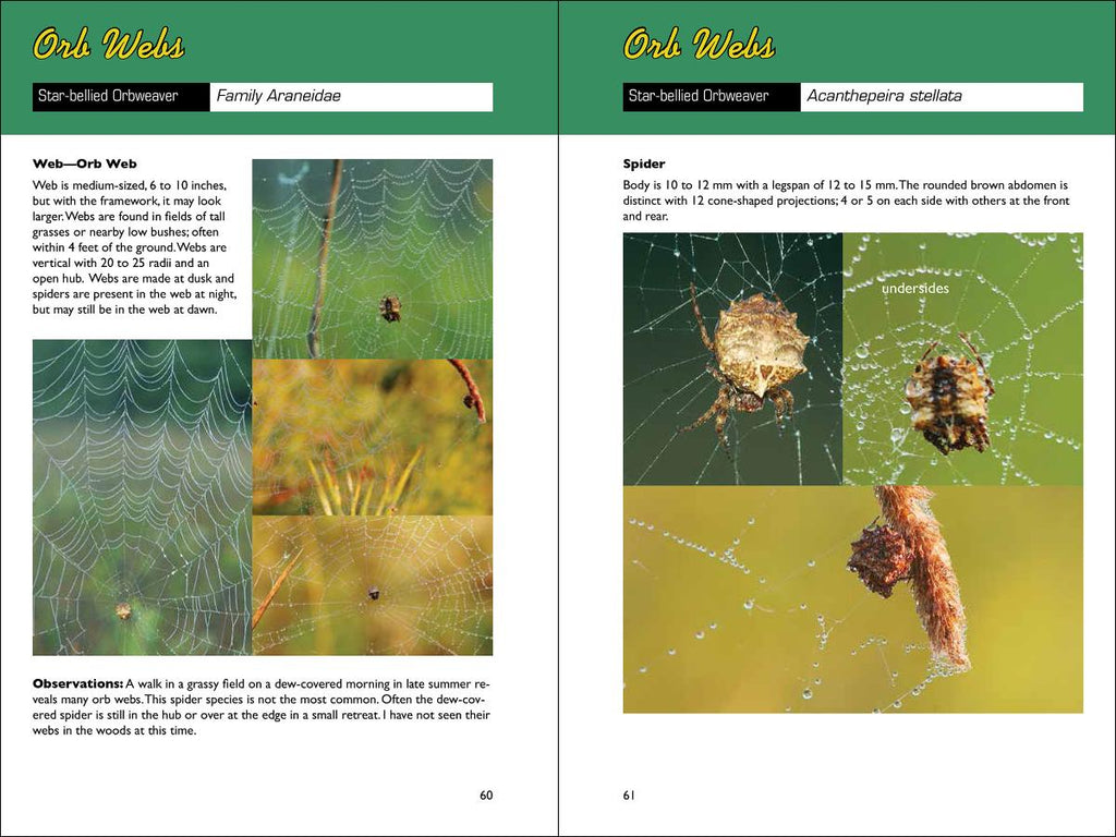 Spider Web Ranking Web Watching: A Guide to Webs & the Spiders That Make Them by Larry We ...
