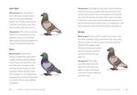 A Pocket Guide to Pigeon Watching: Getting to Know the World's Most Misunderstood Bird by Rosemary Mosco