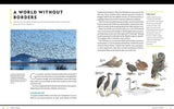 National Geographic Birding Basics: Tips, Tools, and Techniques for Great Bird-Watching by Noah Strycker