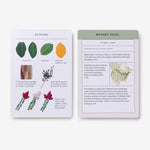 Sibley Tree Identification Flashcards: 100 Trees of North America