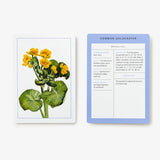 New York Botanical Garden Wildflower Identification Flashcards: 100 Common Wildflowers of North America (New York Botanical Garden)