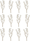 Natural Tea Tree Branch
