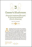 Mushroom Foraging and Feasting: Recollections and Recipes from a Lifetime on the Hunt by Victoria Romanoff