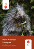 Mammals of North America Deck: 52 Playing Cards