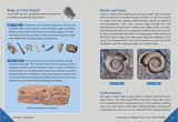 Outdoor School: Rock, Fossil, and Shell Hunting: The Definitive Interactive Nature Guide by Jennifer Swanson