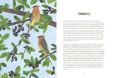 Tree Lore: The Myths, Folklore and Meaning of Trees by Sally Coulthard