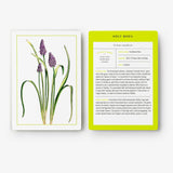New York Botanical Garden Herb Identification Flashcards: 100 Common Herbs of North America