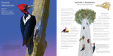 Light as a Feather: Fifteen Phenomenal North American Birds by Will Hillenbrand
