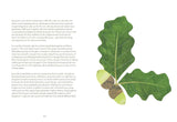 Tree Lore: The Myths, Folklore and Meaning of Trees by Sally Coulthard