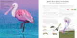 Light as a Feather: Fifteen Phenomenal North American Birds by Will Hillenbrand