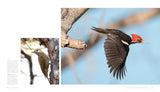 Woodpecker: A Year in the Life of North American Woodpeckers by Paul Bannick