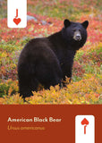 Mammals of North America Deck: 52 Playing Cards