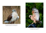 The Hawk's Way: Encounters with Fierce Beauty