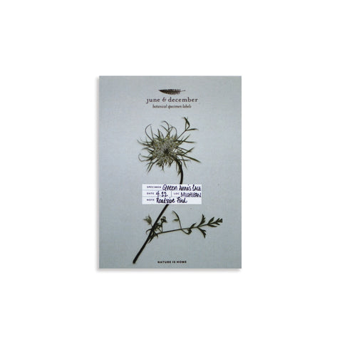 Botanical Specimen Labels / 36 Labels