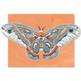 Luna Moths Fold-Out Greeting Card Box Set