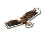 Bald Eagle in Flight Nature Sticker