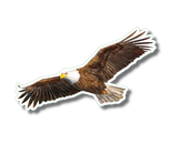 Bald Eagle in Flight Nature Sticker