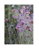 Garden Maker: Growing a Life of Beauty and Wonder with Flowers by Christie Purifoy