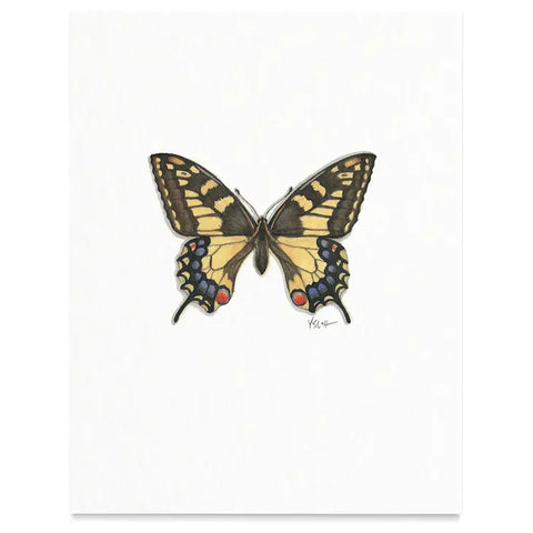 Butterflies & Moths / Prints . Old World Swallowtail