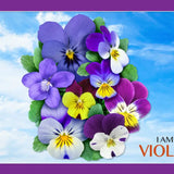 I Am Violet 350 Piece Jigsaw Puzzle - Gift