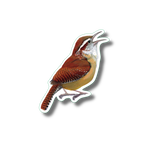 Carolina Wren Nature Sticker